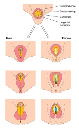 fetal genitalia development