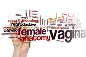 vagina & female reproductive WORDS
